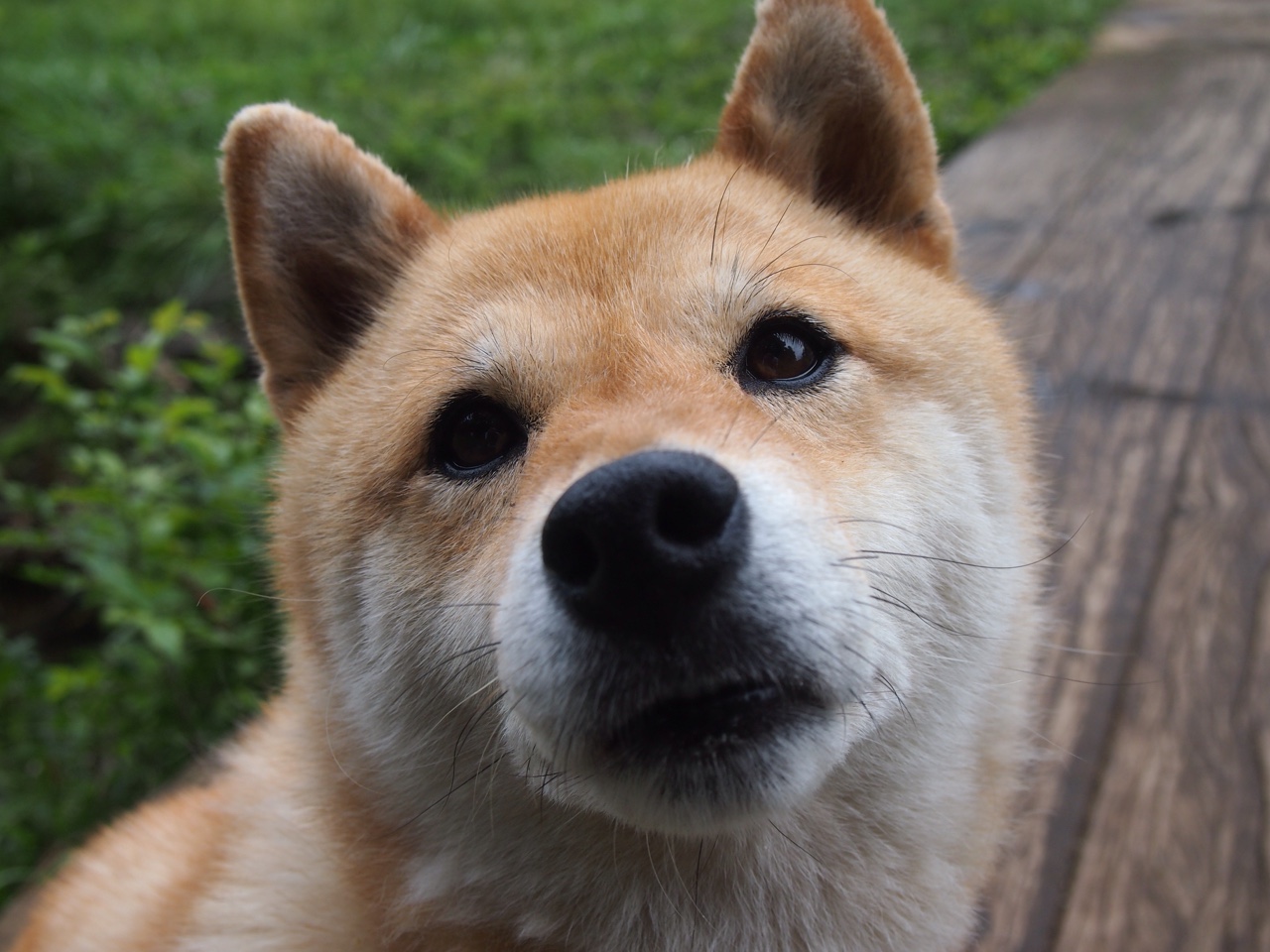 双重维度下的解码,德约科维奇的唯一性,如何于戴维斯杯与联合杯中炼成关键制胜