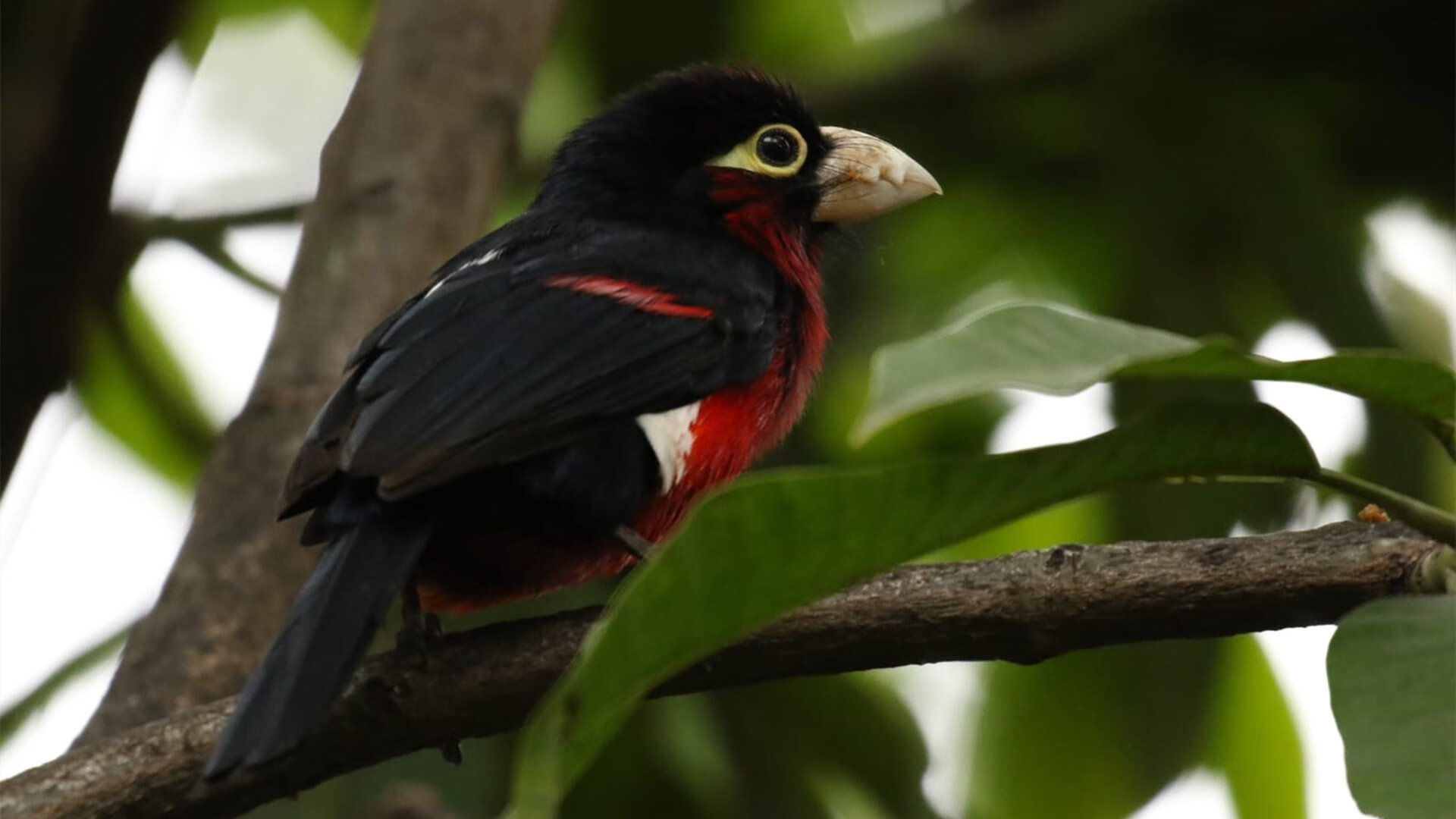 维也纳战吼,团队逆袭的史诗,与永不陨落的个人神话从奥地利队爆冷翻盘日本队,到樊振东赛场上的定海神针表现