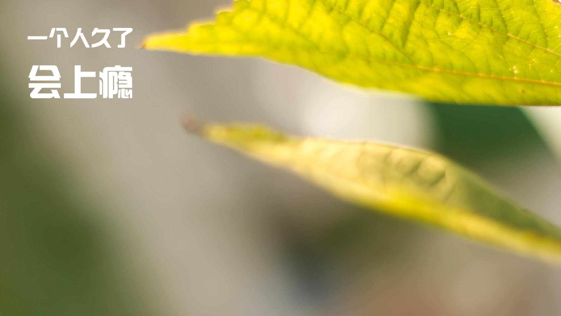 篮球双雄,天津队完胜浙江队,东契奇领军取胜