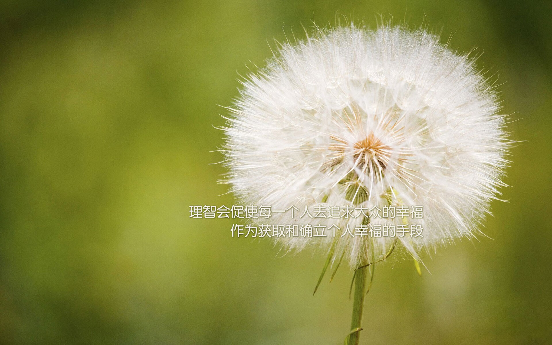 绝对领域，戈贝尔构筑的防守乌托邦，及独行侠与广厦的战术迷宫鏖战