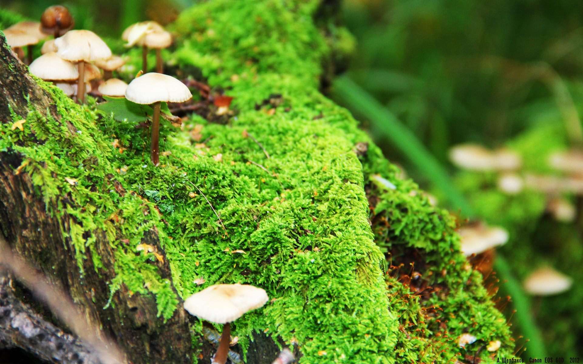 西亚卡姆爆发难救主！掘金团队防守如铁壁锁死76人