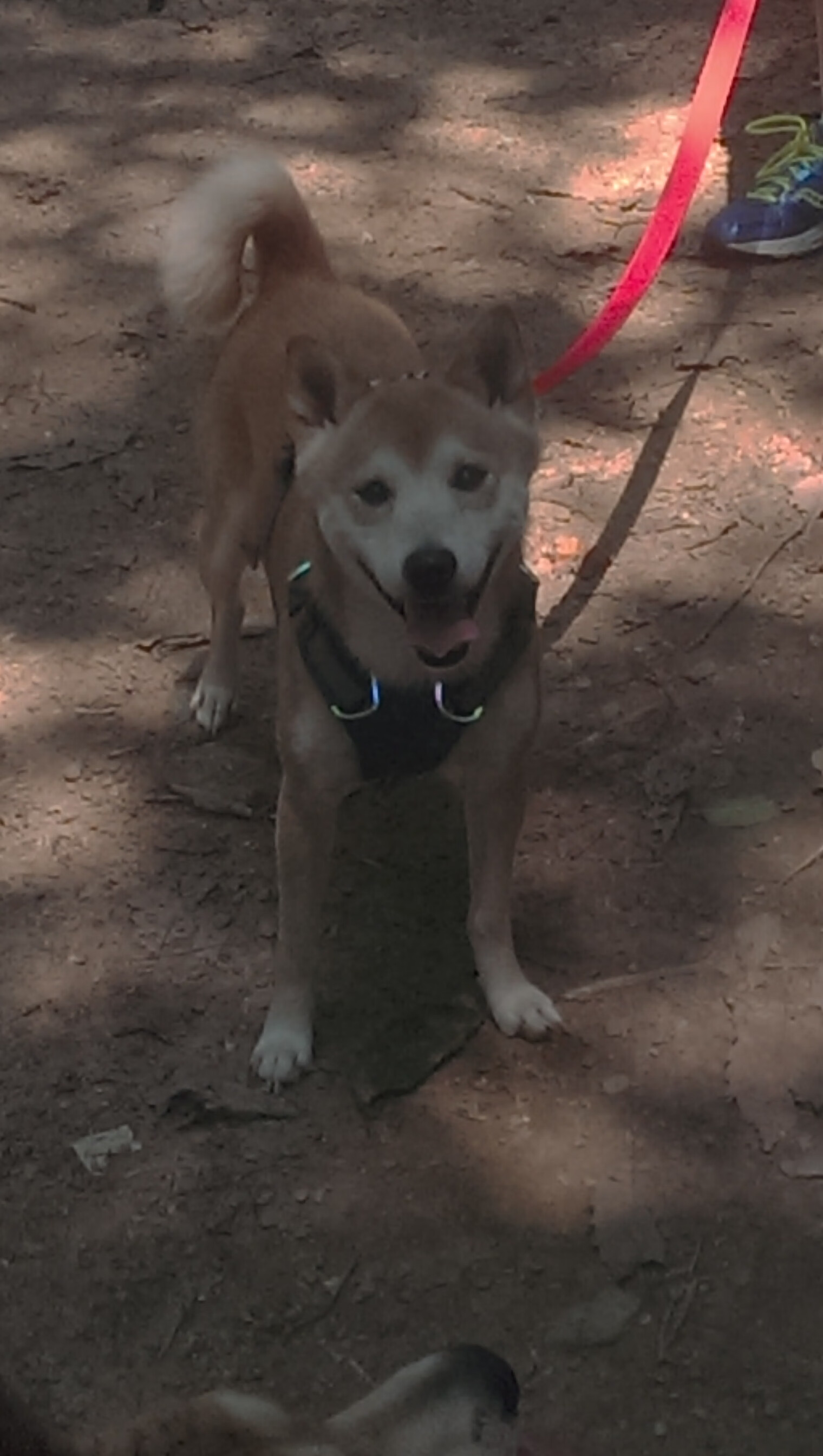 心跳同步，当班凯罗的节拍器成为辽宁队唯一引擎