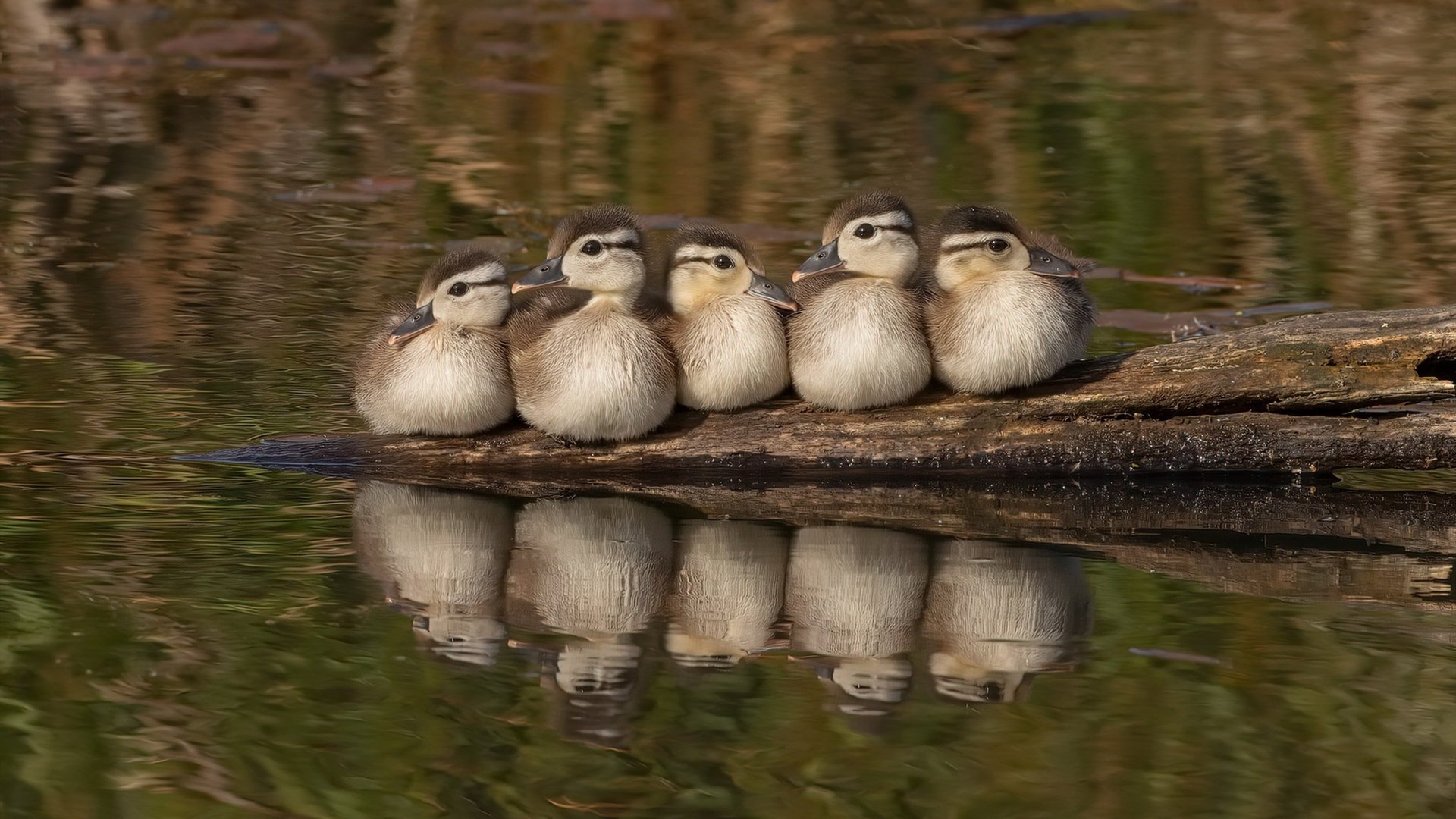 贝恩独舞，独行侠狂胜热火，个人能力的极致绽放