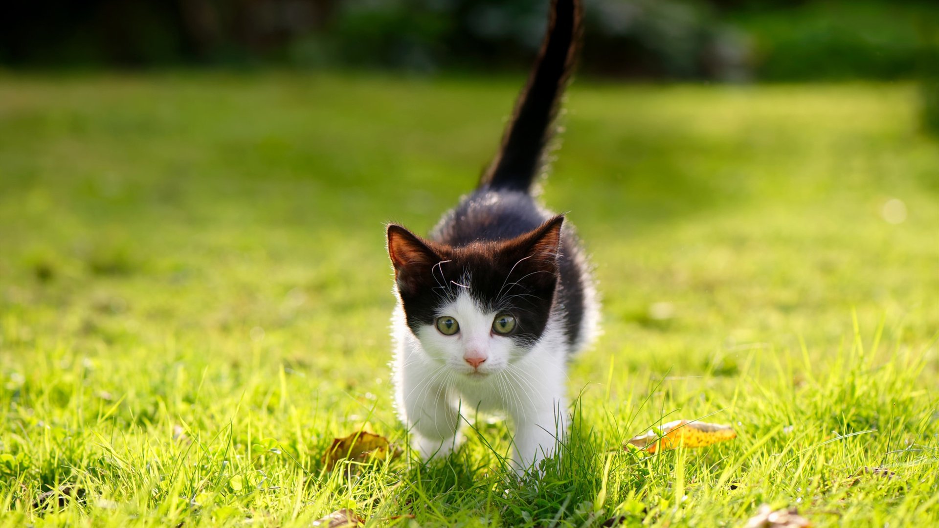 掌控者与体系之争，当欧文的艺术篮球遭遇勇士的胜利公式