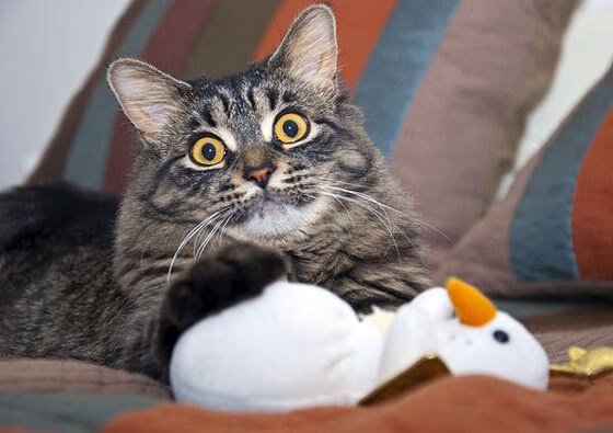 裁判哨响时，加勒比海的浪花终于停息，委内瑞拉的火力审判日