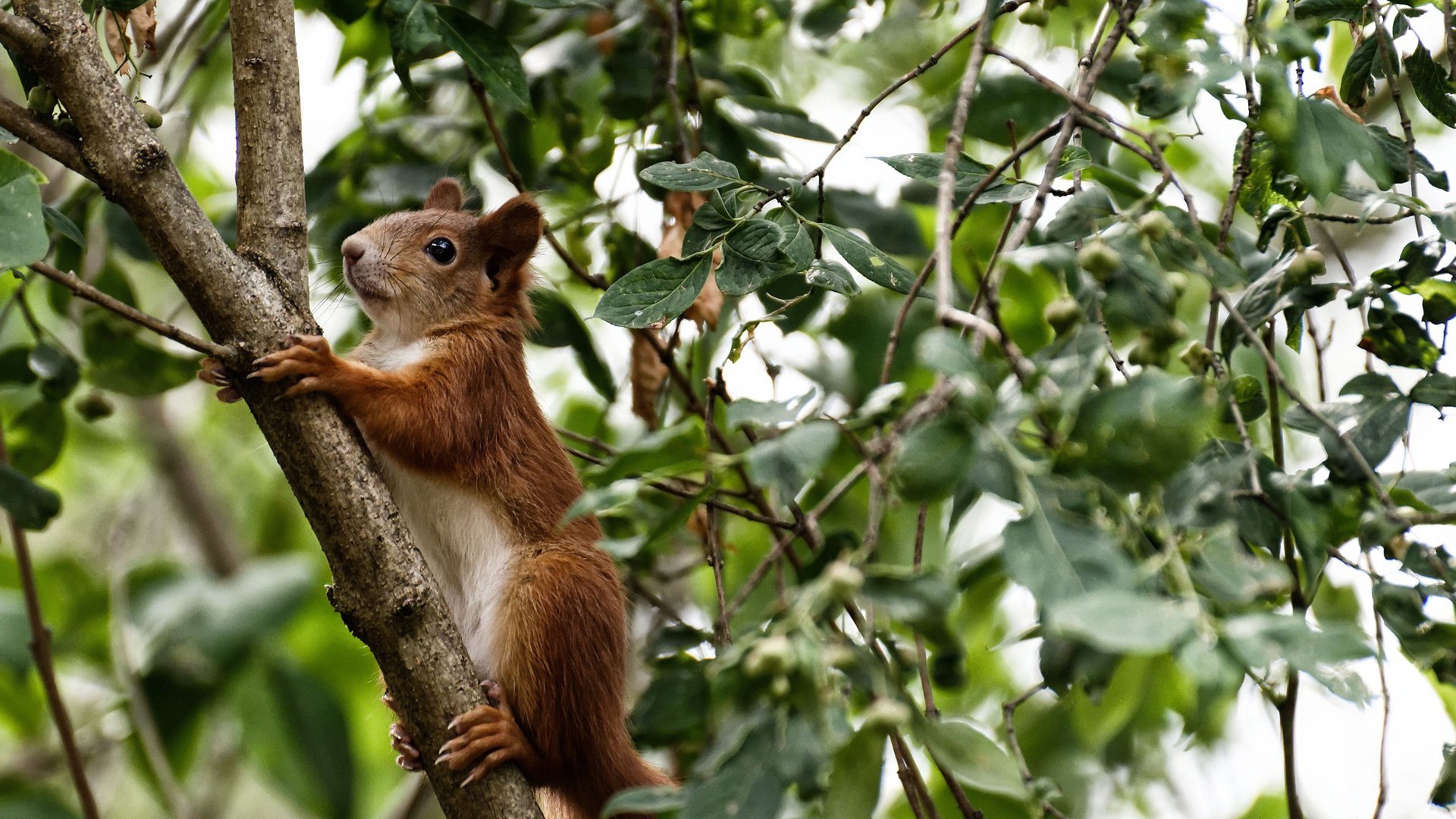 独行侠客战山西,福克斯轰生涯之夜闪耀全场