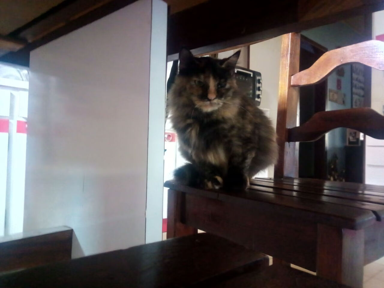 灵魂画师约基奇，一笔穿针引线，浙江力克黄蜂