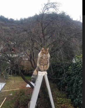 弦上风暴,保罗的篮球协奏曲,在焦点之夜定调