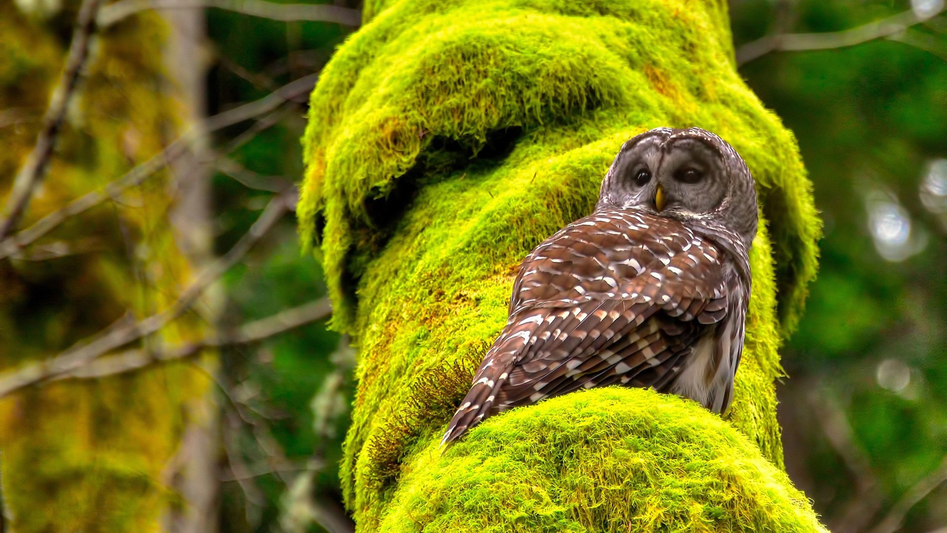 F1新赛季揭幕战焦点，牙买加与塞内加尔的速度对决