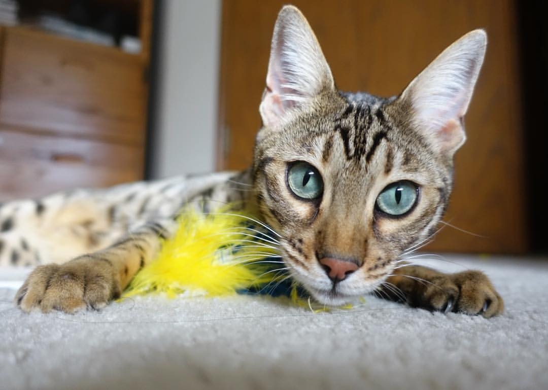 战术蓝图的交锋，巴拉圭如何用精密设计压制法国，迪马利亚打出统治级数据