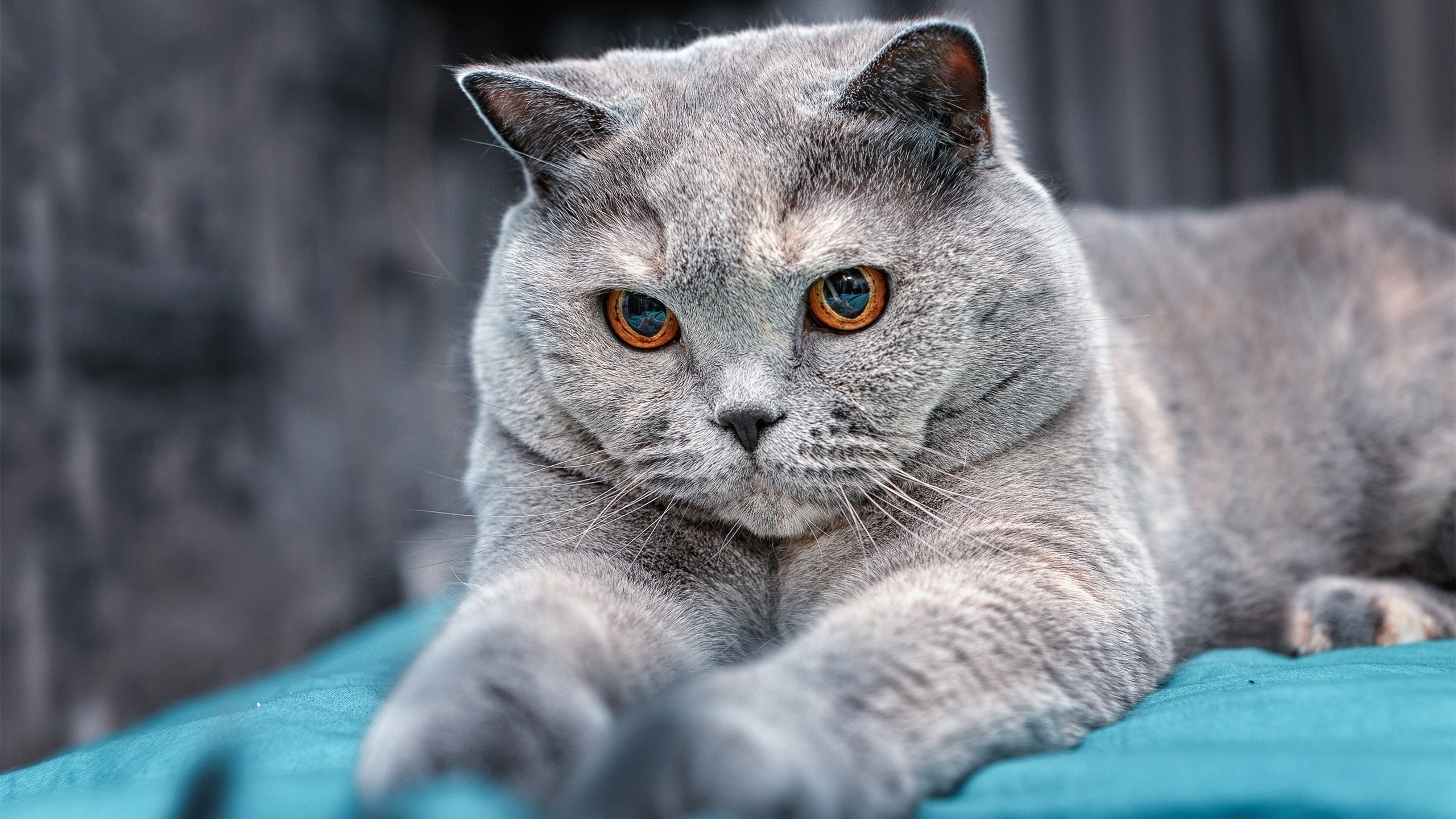 AC米兰的足球坐标系,尼日利亚基因与卡马文加的关键先生密码