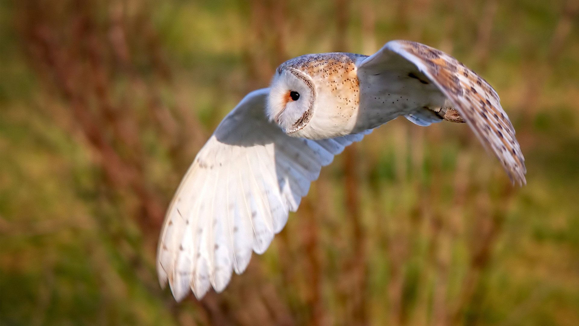 效率至上，从篮网的速胜到德罗赞的接管—当代竞技体育的终结者时刻