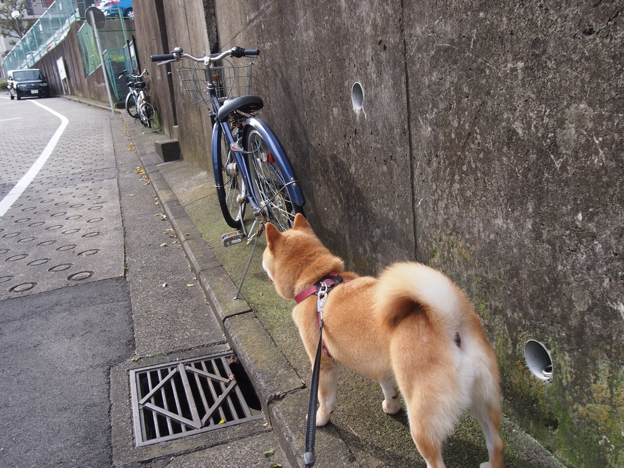 棋盘上的心脏,若日尼奥的硬仗美学,解码尤文与多特蒙德的胜负手