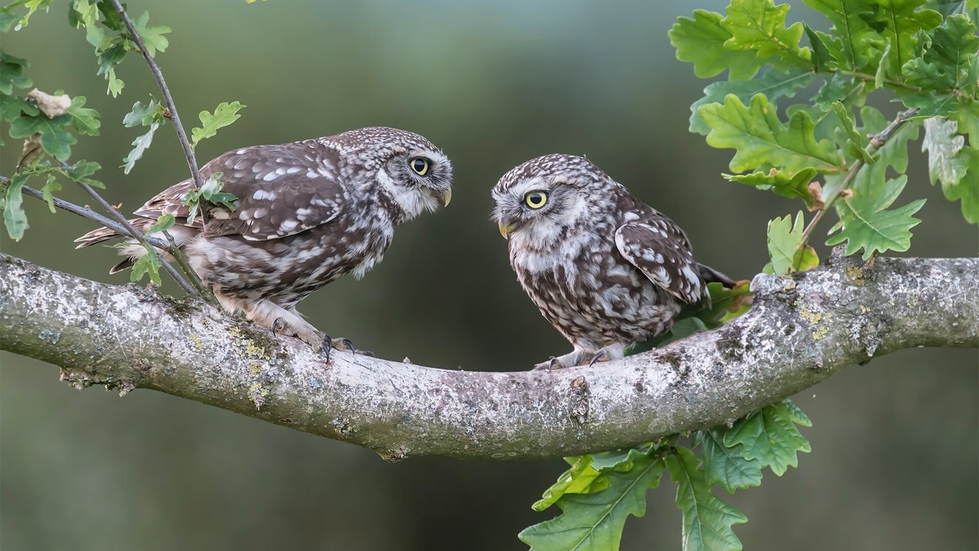 坎特时刻,哥伦比亚与尤文图斯的决胜瞬间