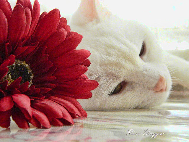 跨界奇迹，新疆队在西决生死战焦点中关键突围尼克斯