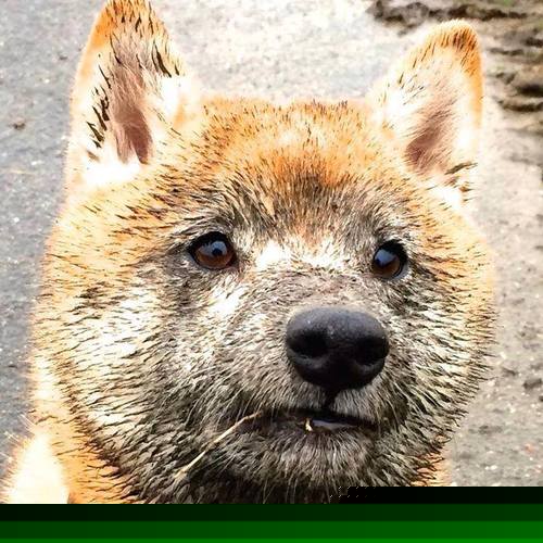 温度计失效的夜晚，当福克斯成为F1揭幕战的隐形指挥家